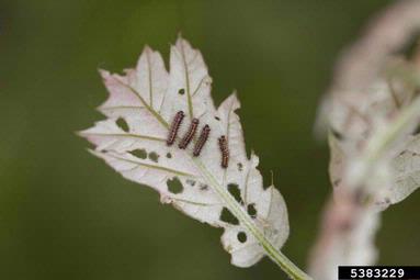gypsy moth (Lymantria dispar ) on white oak (Quercus alba ) - 5383229
