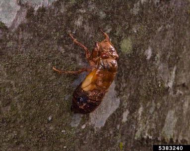 periodical cicada, Magicicada septendecim  (Hemiptera: Cicadidae) - 5383240