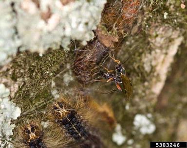 Ichneumonid wasps (  ) on gypsy moth (Lymantria dispar ) - 5383246