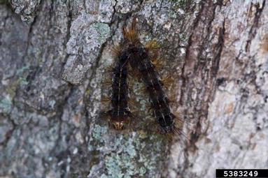 nuclear polyhedrosis virus (Nucleopolyhedrovirus  ) on gypsy moth (Lymantria dispar ) - 5383249