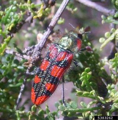 metalic wood-boring beetle, Lasionota pictus  (Coleoptera: Buprestidae) - 5383262