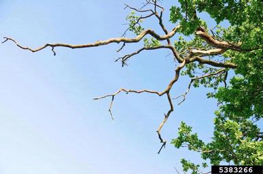 English oak, Quercus robur  (Fagales: Fagaceae) - 5383266
