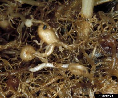 grass root-gall nematode (Subanguina radicicola ) on Kentucky bluegrass (Poa pratensis ) - 5383274
