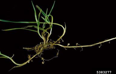 grass root-gall nematode (Subanguina radicicola ) on Kentucky bluegrass (Poa pratensis ) - 5383277