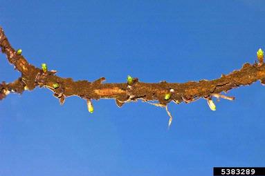 dawn redwood, Metasequoia glyptostroboides  (Pinales: Taxodiaceae) - 5383289