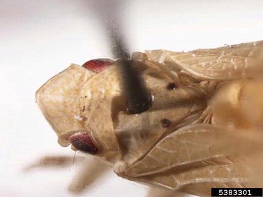 planthopper, Acanalonia conica  (Hemiptera: Acanaloniidae) - 5383301