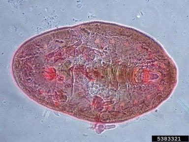 whitefly, Metaleurodicus griseus  (Hemiptera: Aleyrodidae) - 5383321