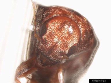 seed weevil, Araecerus spp.  (Coleoptera: Anthribidae) - 5383328