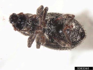 weevil, Bothinodontes spp.  (Coleoptera: Curculionidae) - 5383340
