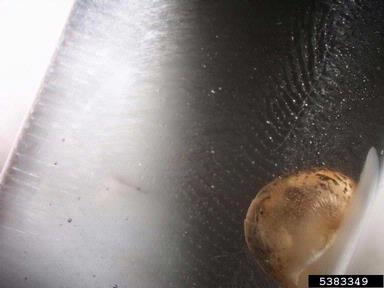 European brown snail, Cornu aspersum  (Stylommatophora: Helicidae) - 5383349