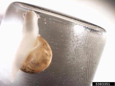 European brown snail, Cornu aspersum  (Stylommatophora: Helicidae) - 5383351