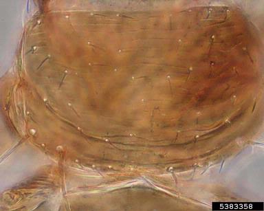 tomato thrips, Ceratothripoides brunneus  (Thysanoptera: Thripidae) - 5383358