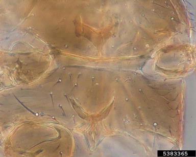 tomato thrips, Ceratothripoides brunneus  (Thysanoptera: Thripidae) - 5383365