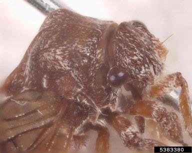 treehoppers,    (Hemiptera: Membracidae) - 5383380