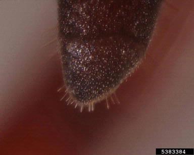 weevil, Cholus spp.  (Coleoptera: Curculionidae) - 5383384