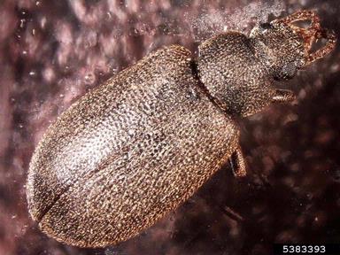 leaf beetle,    (Coleoptera: Chrysomelidae) - 5383393