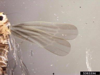 leafhoppers,    (Hemiptera: Cicadellidae) - 5383394