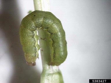 leaf worm, Copitarsia spp.  (Lepidoptera: Noctuidae) - 5383427