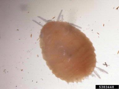 pineapple mealybug, Dysmicoccus brevipes  (Hemiptera: Pseudococcidae) - 5383448