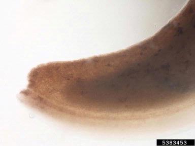 longneck fieldslug, Deroceras panormitanum  (Stylommatophora: Limacidae) - 5383453