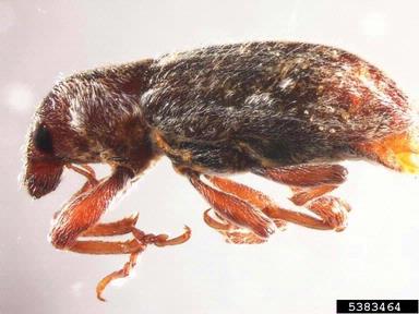 puncturevine seed weevil, Microlarinus lareynii  (Coleoptera: Curculionidae) - 5383464