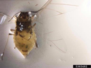 coriander aphid, Hyadaphis coriandri  (Hemiptera: Aphididae) - 5383482
