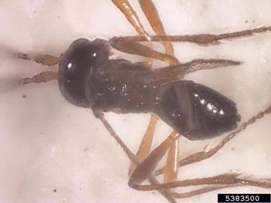 Braconid wasps,    (Hymenoptera: Braconidae) - 5383500