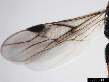 Braconid wasps,    (Hymenoptera: Braconidae) - 5383514