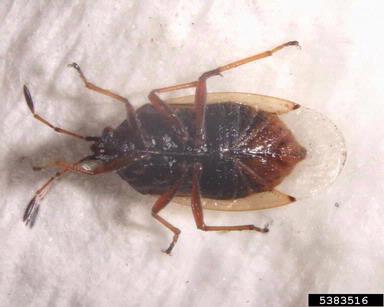 seed bug, Kleidocerys resedae  (Hemiptera: Lygaeidae) - 5383516