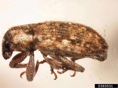 puncturevine seed weevil, Microlarinus lareynii  (Coleoptera: Curculionidae) - 5383531