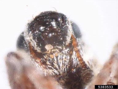 puncturevine seed weevil, Microlarinus lareynii  (Coleoptera: Curculionidae) - 5383533