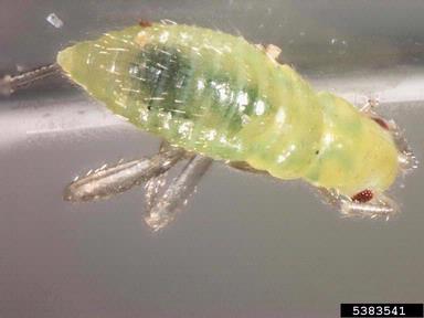 plant bug, Macrolophus spp.  (Hemiptera: Miridae) - 5383541
