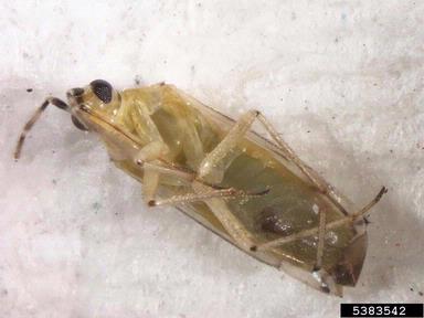 green tobacco capsid, Nesidiocoris tenuis  (Hemiptera: Miridae) - 5383542