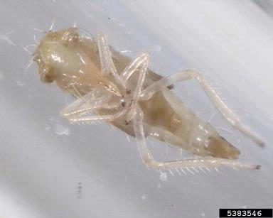 leafhopper, Macropsis spp.  (Hemiptera: Cicadellidae) - 5383546