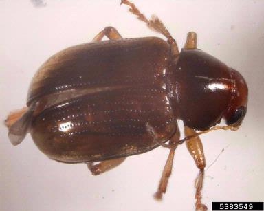 flea beetle, Metachroma spp.  (Coleoptera: Chrysomelidae) - 5383549