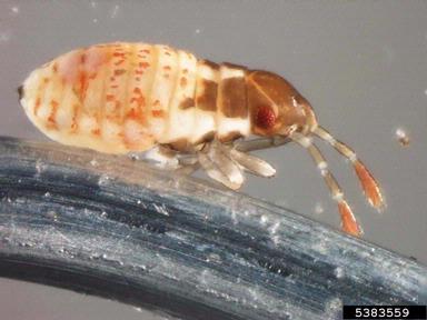 plant bug,    (Hemiptera: Miridae) - 5383559