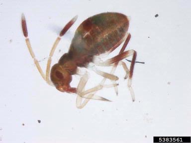 plant bug,    (Hemiptera: Miridae) - 5383561