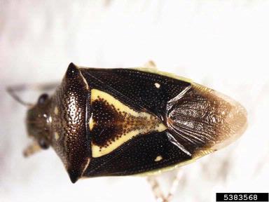 stink bug, Mormidea ypsilon  (Hemiptera: Pentatomidae) - 5383568