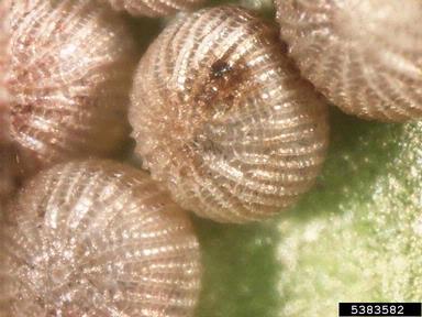 cutworms, loopers, owlet moths, and underwings (  ) on coriander (Coriandrum sativum ) - 5383582