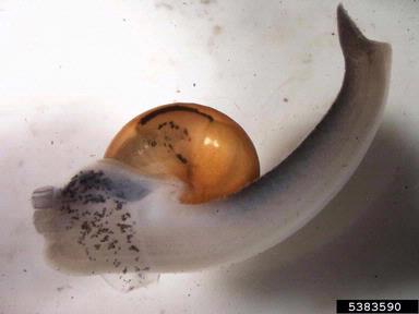 Ovachlamys fulgens, Ovachlamys fulgens  (Eupulmonata: Helicarionidae) - 5383590