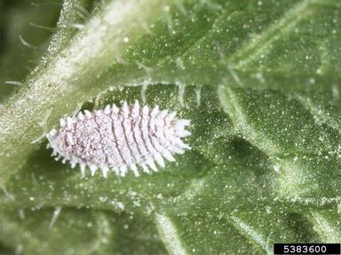 citrus mealybug (Planococcus citri ) on mint (Mentha spp. ) - 5383600