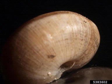 vagrant scrubsnail, Praticolella griseola  (Stylommatophora: Polygyridae) - 5383602