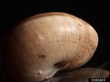 vagrant scrubsnail, Praticolella griseola  (Stylommatophora: Polygyridae) - 5383603