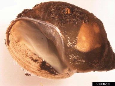 pond snails,    (Stylommatophora: Lymnaeidae) - 5383613