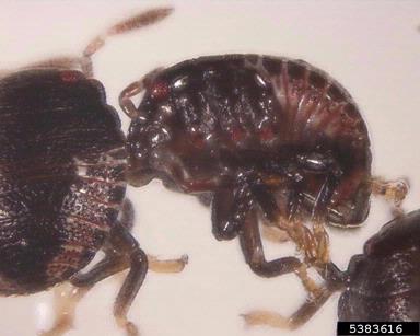 stink bugs,    (Hemiptera: Pentatomidae) - 5383616