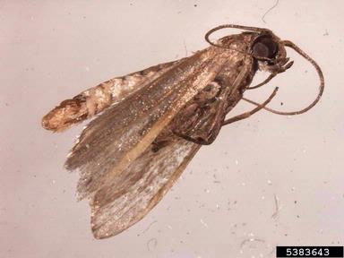 almond moth, Cadra cautella  (Lepidoptera: Pyralidae) - 5383643