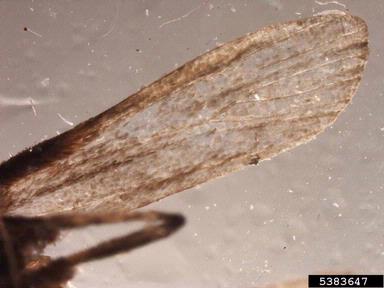 almond moth, Cadra cautella  (Lepidoptera: Pyralidae) - 5383647