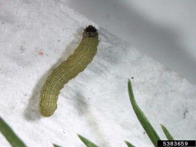 beet armyworm, Spodoptera exigua  (Lepidoptera: Noctuidae) - 5383659