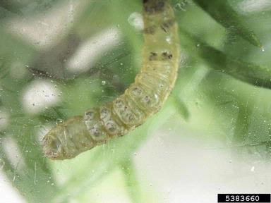 beet armyworm, Spodoptera exigua  (Lepidoptera: Noctuidae) - 5383660