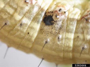 fall armyworm, Spodoptera frugiperda  (Lepidoptera: Noctuidae) - 5383664
